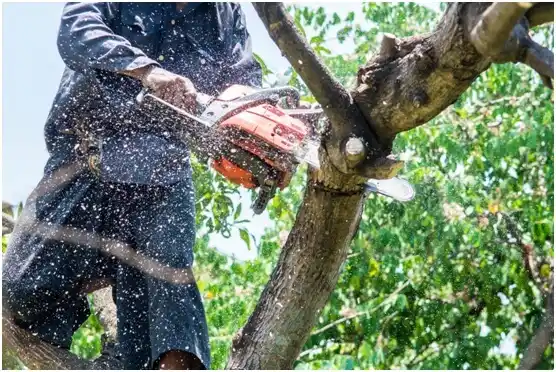 tree services Suárez